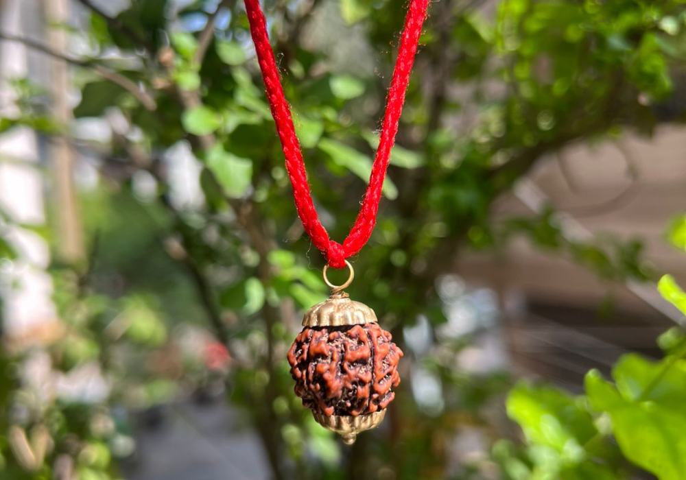 5 Mukhi Rudraksha | Buy Authentic Rudraksha here at SUKH
