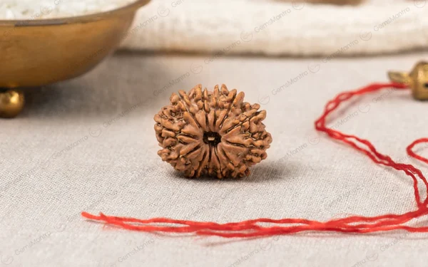 11 Mukhi Rudraksha – Courage, Confidence, Wisdom, Protection & Spiritual Growth