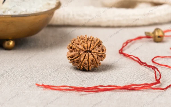 12 Mukhi Rudraksha – Leadership, Confidence, Success, Positive Energy & Spiritual Growth