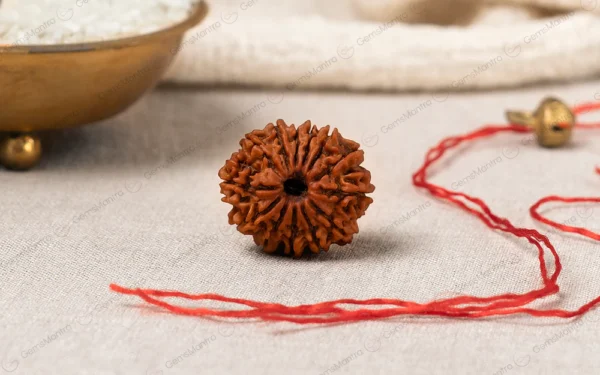 13 Mukhi Rudraksha – Attraction, Confidence, Success, Prosperity & Spiritual Growth
