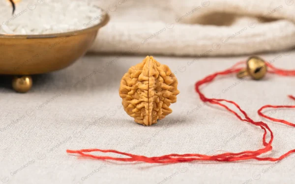 2 Mukhi Rudraksha – Harmony, Relationships, Emotional Balance & Spiritual Growth