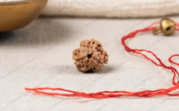 3 Mukhi Rudraksha – Energy, Confidence, Success & Emotional Healing
