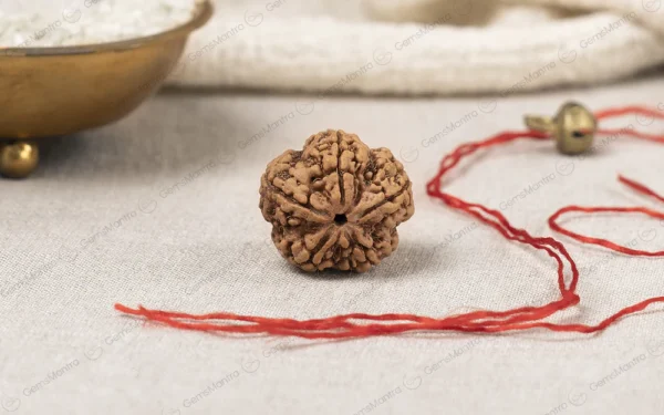 5 Mukhi Rudraksha – Peace, Meditation, Spiritual Growth & Positive Energy