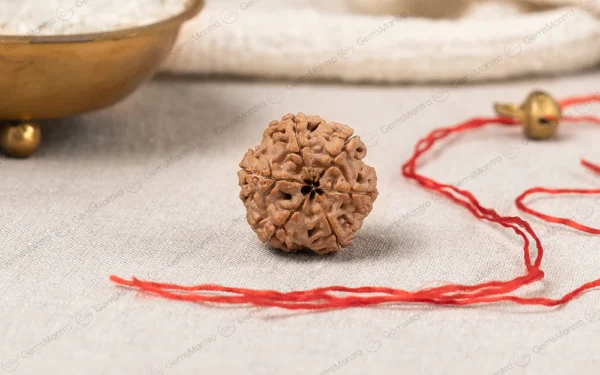 6 Mukhi Rudraksha – Focus, Confidence, Emotional Balance & Spiritual Growth