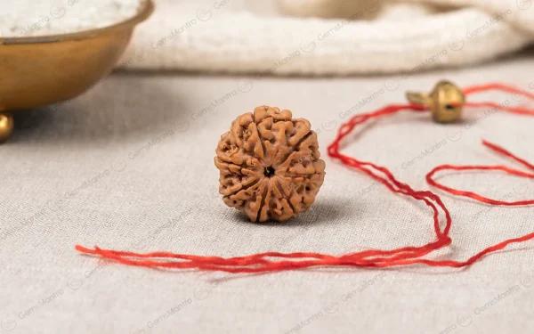 7 Mukhi Rudraksha – Prosperity, Success, Abundance & Positive Energy