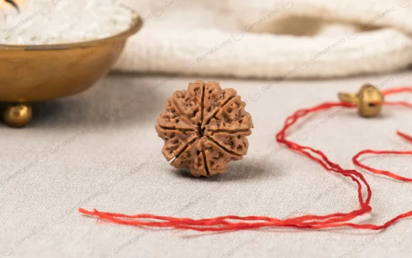 8 Mukhi Rudraksha – Wisdom, Success, Obstacle Removal & Spiritual Growth