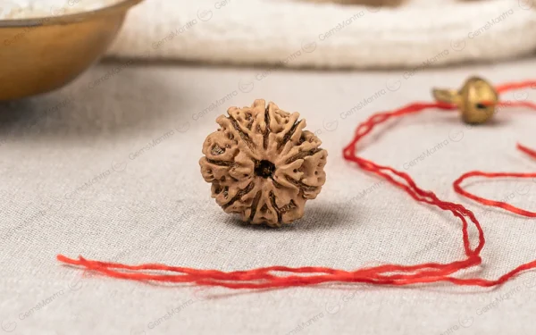 9 Mukhi Rudraksha – Courage, Strength, Protection & Spiritual Growth