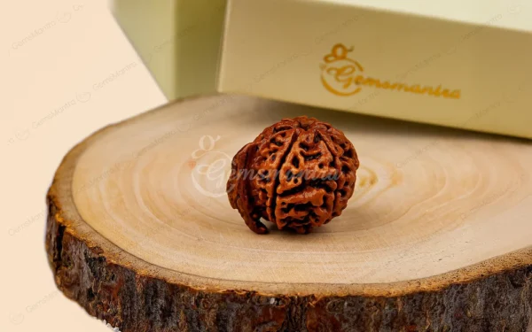 Ganesh Mukhi Rudraksha – Wisdom, Success, Prosperity, Obstacle Removal & Spiritual Growth