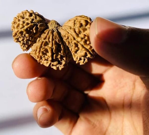 Trijuti Rudraksha – Spiritual Growth, Success, Prosperity, Divine Energy & Inner Peace